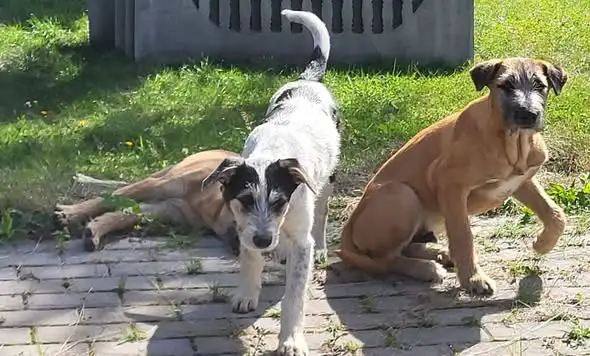 Pilna adopcja: trzy psiaki z Szczepocic czekają na kochające domy