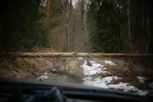 Drzewo na drodze Klizin-Wólka Pytkowska – interwencja służb